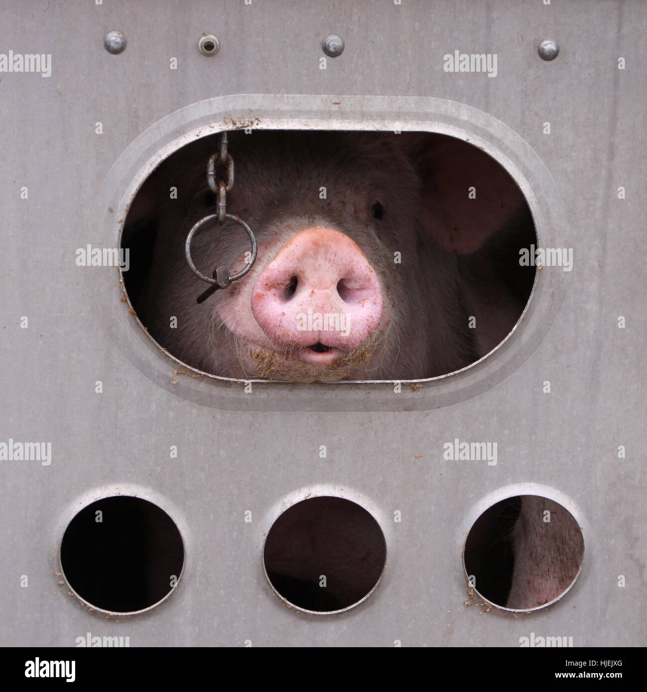 Animal transport hi-res stock photography and images - Alamy Animal transport hi-res stock photography and images - Alamy