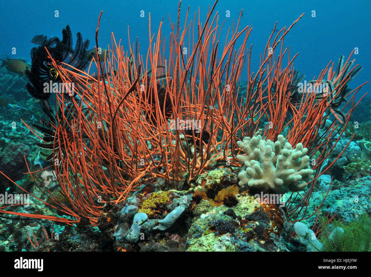 atoll, indonesia, fish, underwater, maldives, dive, pisces, harsh