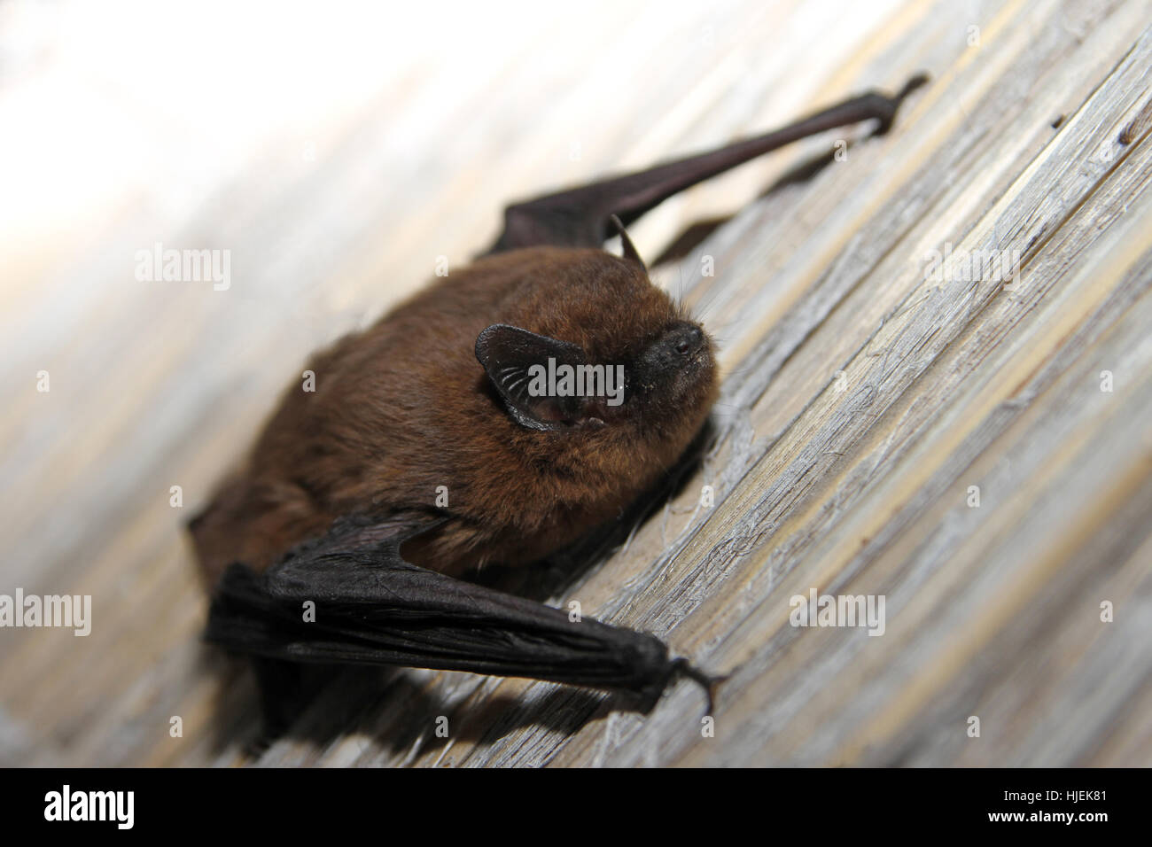 mammal, wing, ears, bat, echo sounding, ultrasonic, ultrasound, mammal