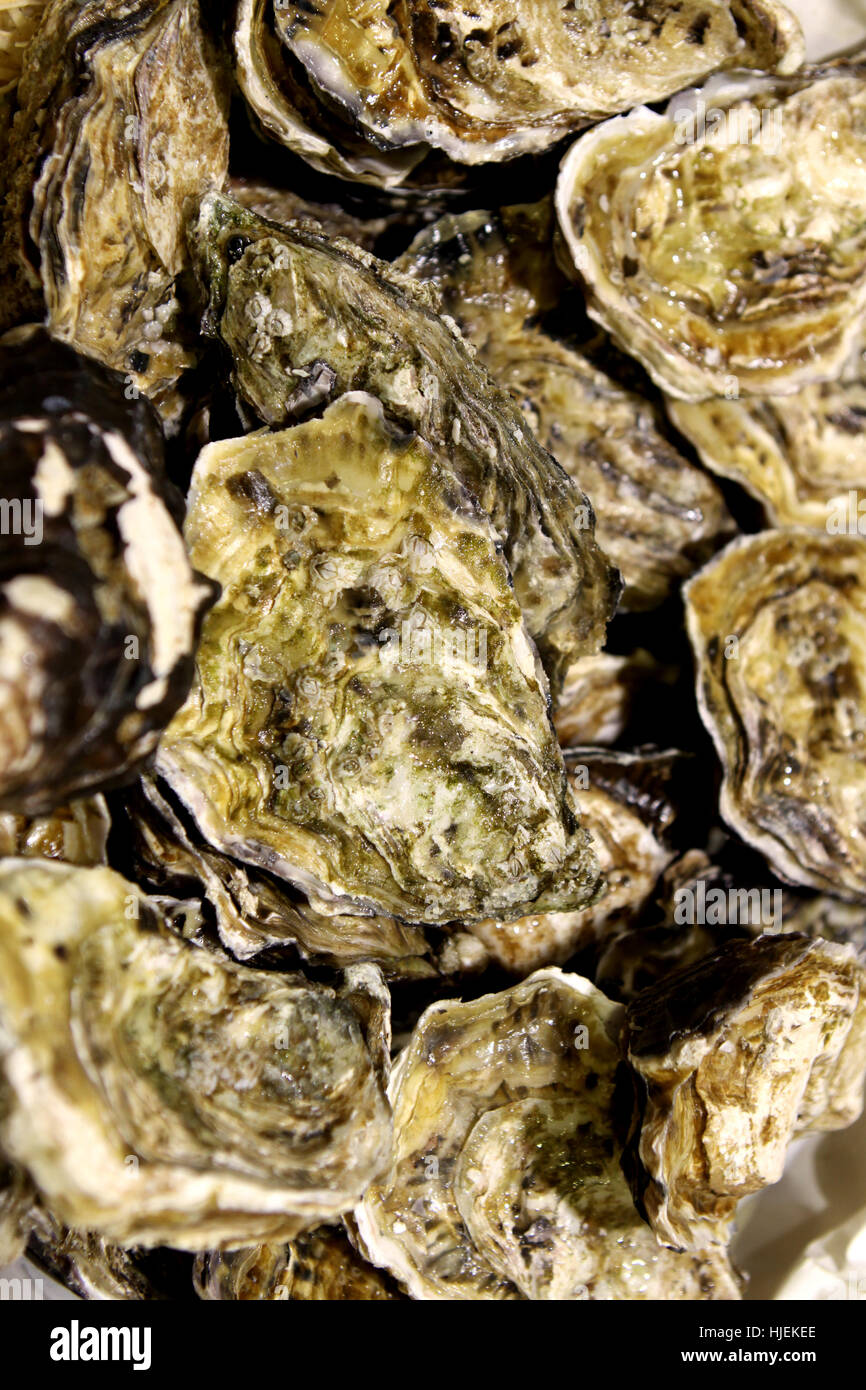 shell, seafood, oysters, oyster, shells, mussels, food, aliment, industry, Stock Photo