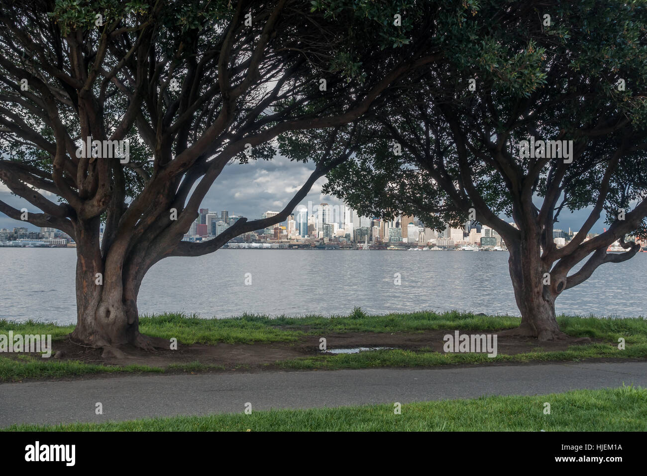 The Seattle skyline can be seen behind two trees. Stock Photo
