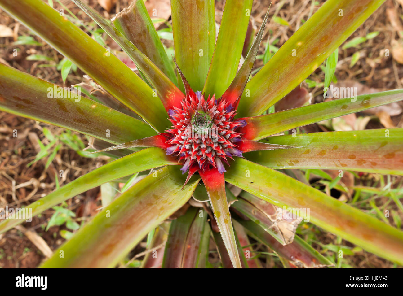 Young growing colorful pineapple in fruit and spice government plantation near Jozani forest, Zanzibar, Tanzania, Africa Stock Photo