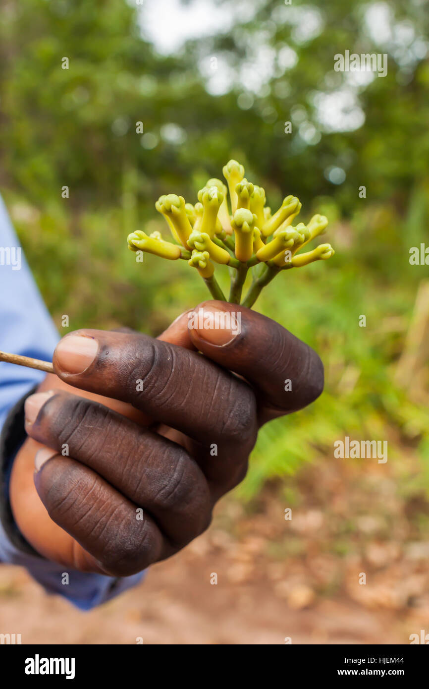 Zanzibar tanzania clove tree hires stock photography and images Alamy