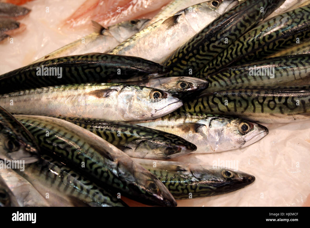 fish, fish-market, weekly market, marketplace, flea market, mackerel, Stock Photo