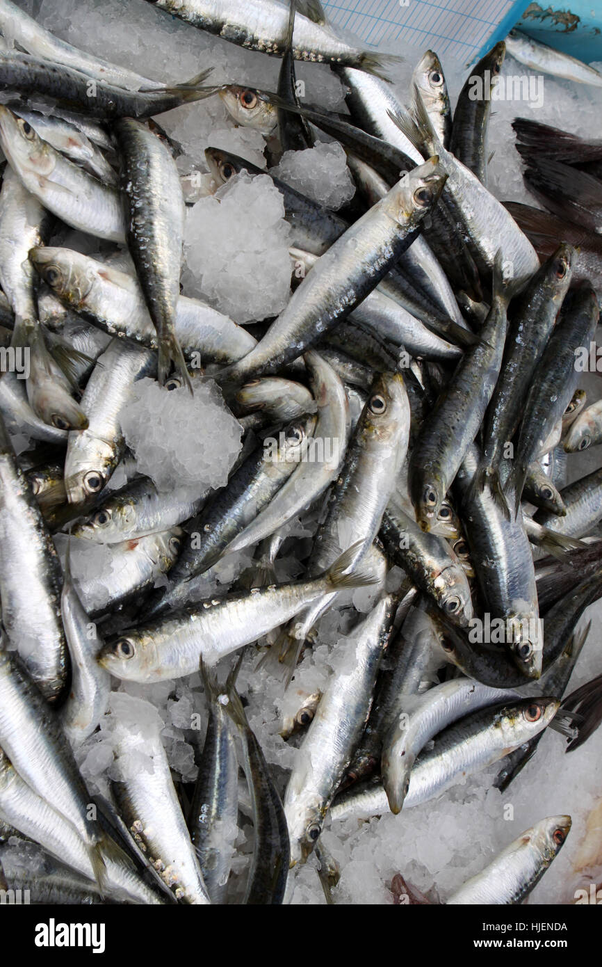 fish, fish-market, weekly market, marketplace, flea market, sardines, sardine, Stock Photo