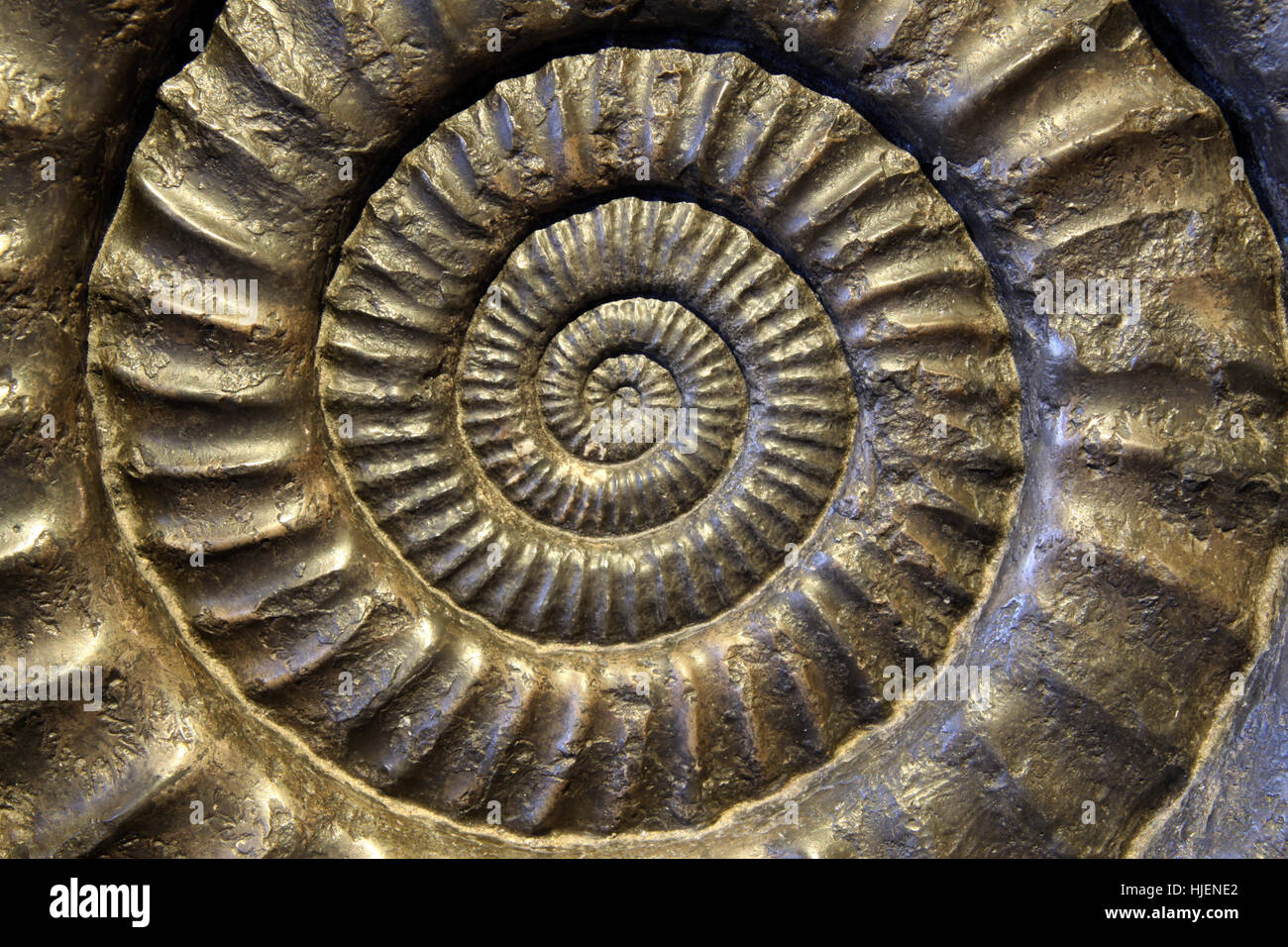 snail, stone age, fossilization, fossil, archeology, jurassic, prepatation, Stock Photo