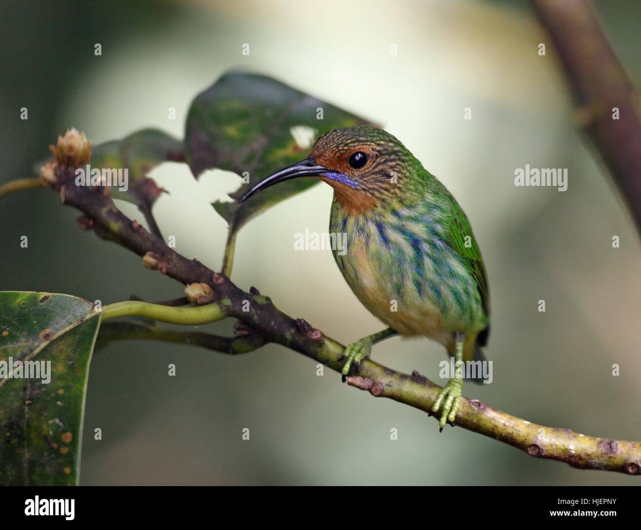 female, caribbean, purpurnaschvogel, purple honeycreeper, sperlingsvogel, Stock Photo