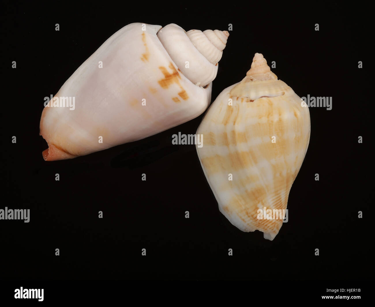 Sea Start Shell single, shell, starfish, seashell, salt water, sea, ocean, water, star ...