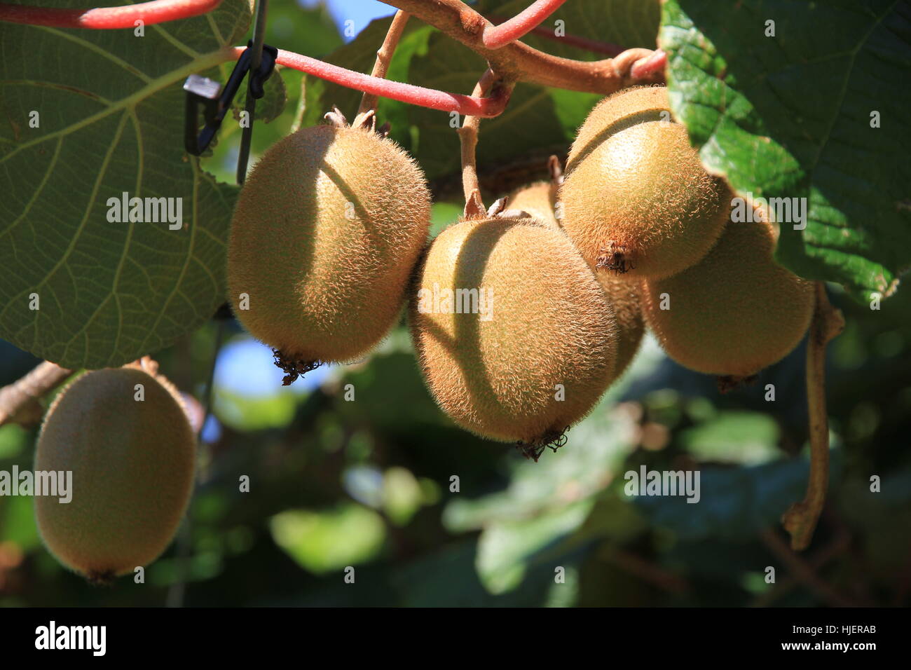 Kiwi fruit farm new zealand hi-res stock photography and images - Alamy