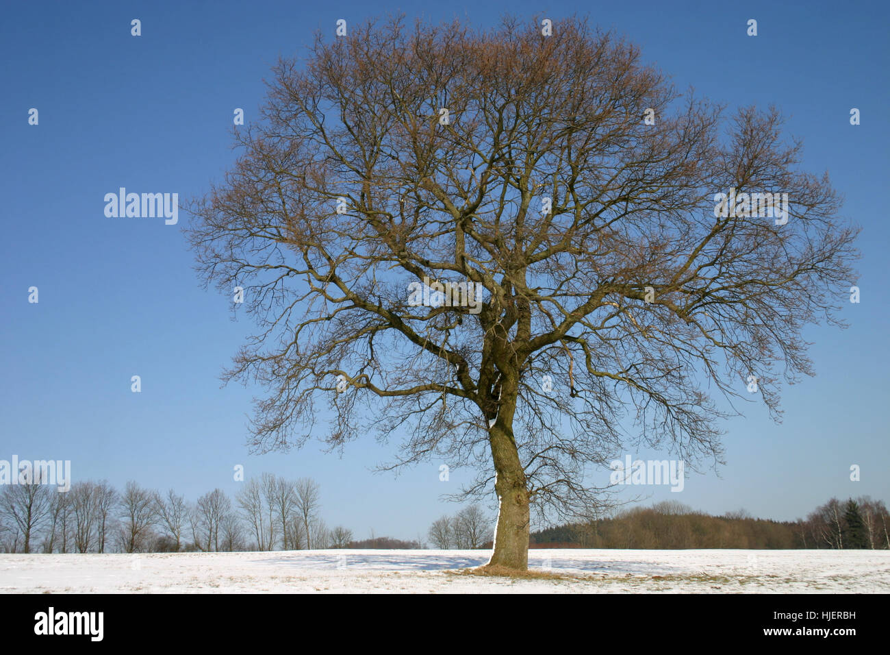 big, large, enormous, extreme, powerful, imposing, immense, relevant, tree, Stock Photo