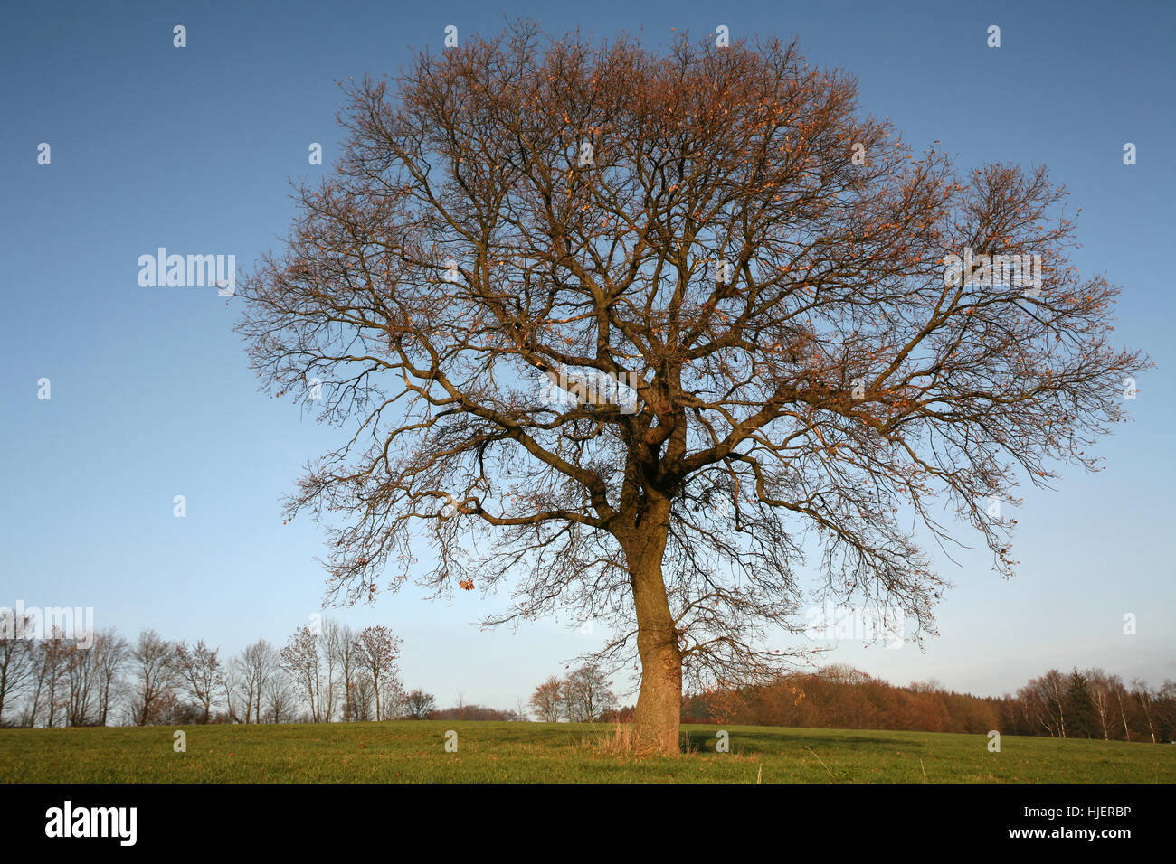 big, large, enormous, extreme, powerful, imposing, immense, relevant, tree, Stock Photo