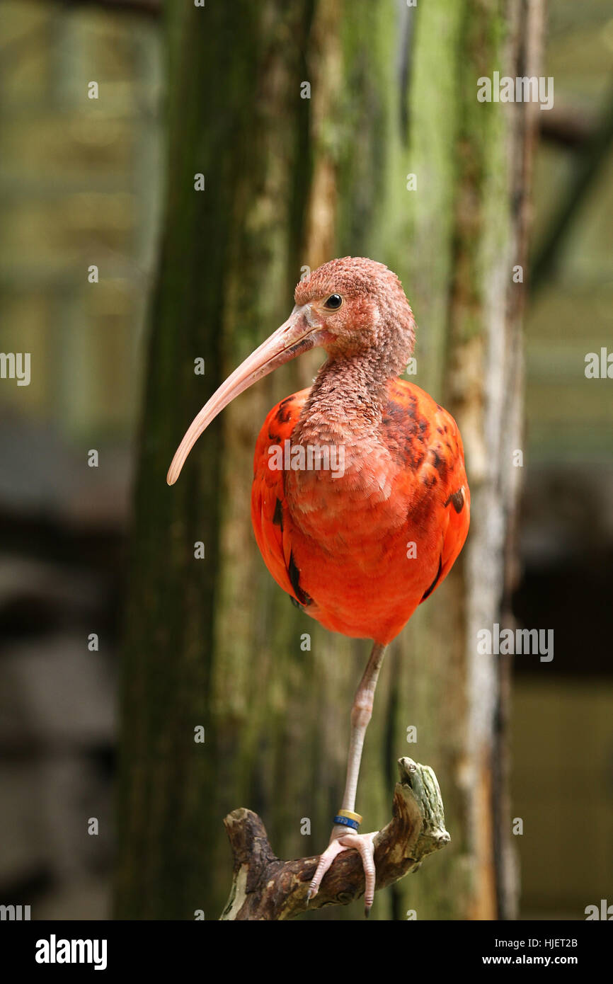 scarlet ibis Stock Photo