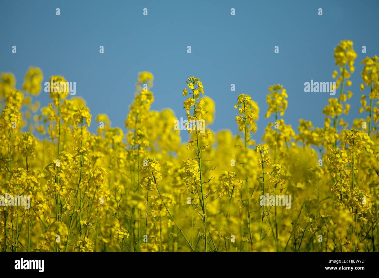 flower, plant, agriculture, farming, field, rape, oil, blue, beautiful