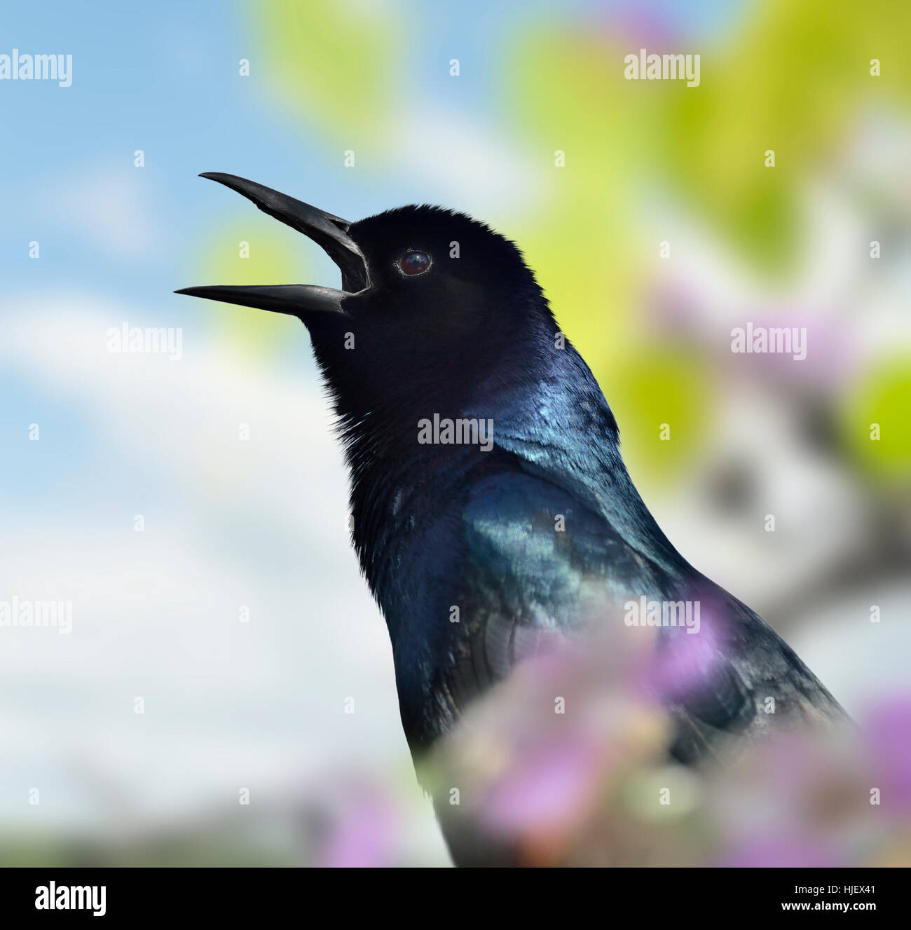 closeup, bird, spring, bouncing, bounces, hop, skipping, frisks