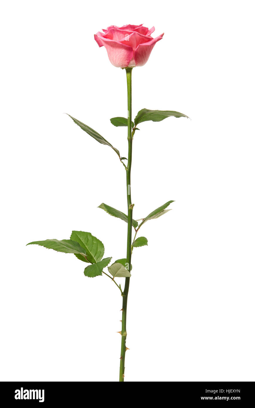 Spring Rclosed Rose isolated, flower, plant, rose, spring, macro, close-up, macro admission ...
