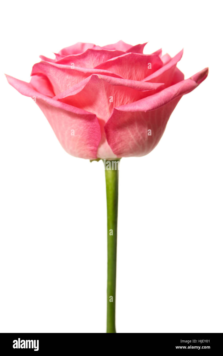 Spring Rclosed Rose isolated, flower, plant, rose, spring, macro, close-up, macro admission ...