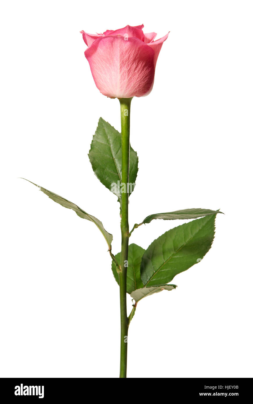 Spring Rclosed Rose isolated, flower, plant, rose, spring, macro, close-up, macro admission ...