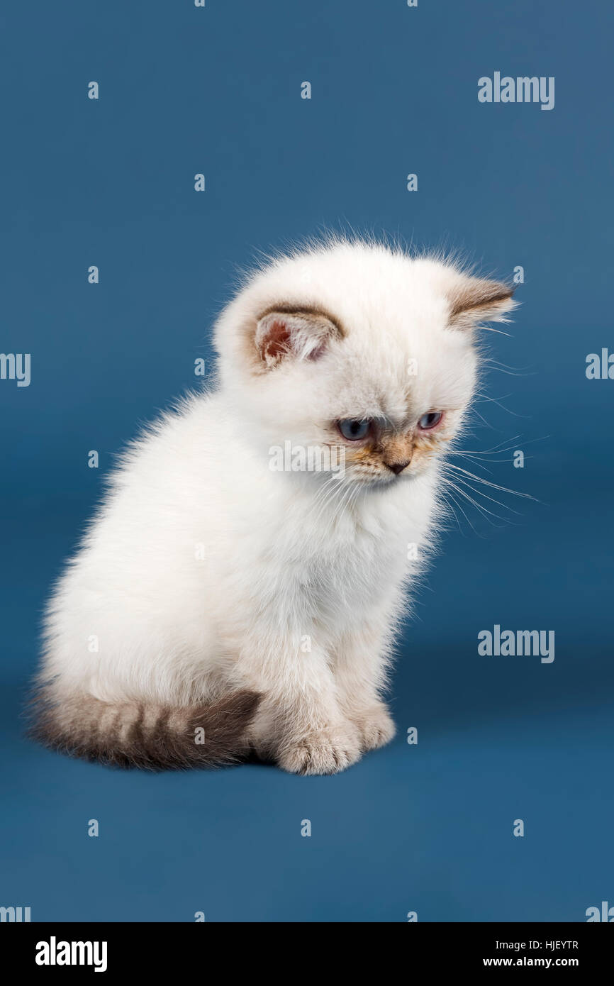 British Shorthair Cat Kitten White Stock Photo 131865575 Alamy