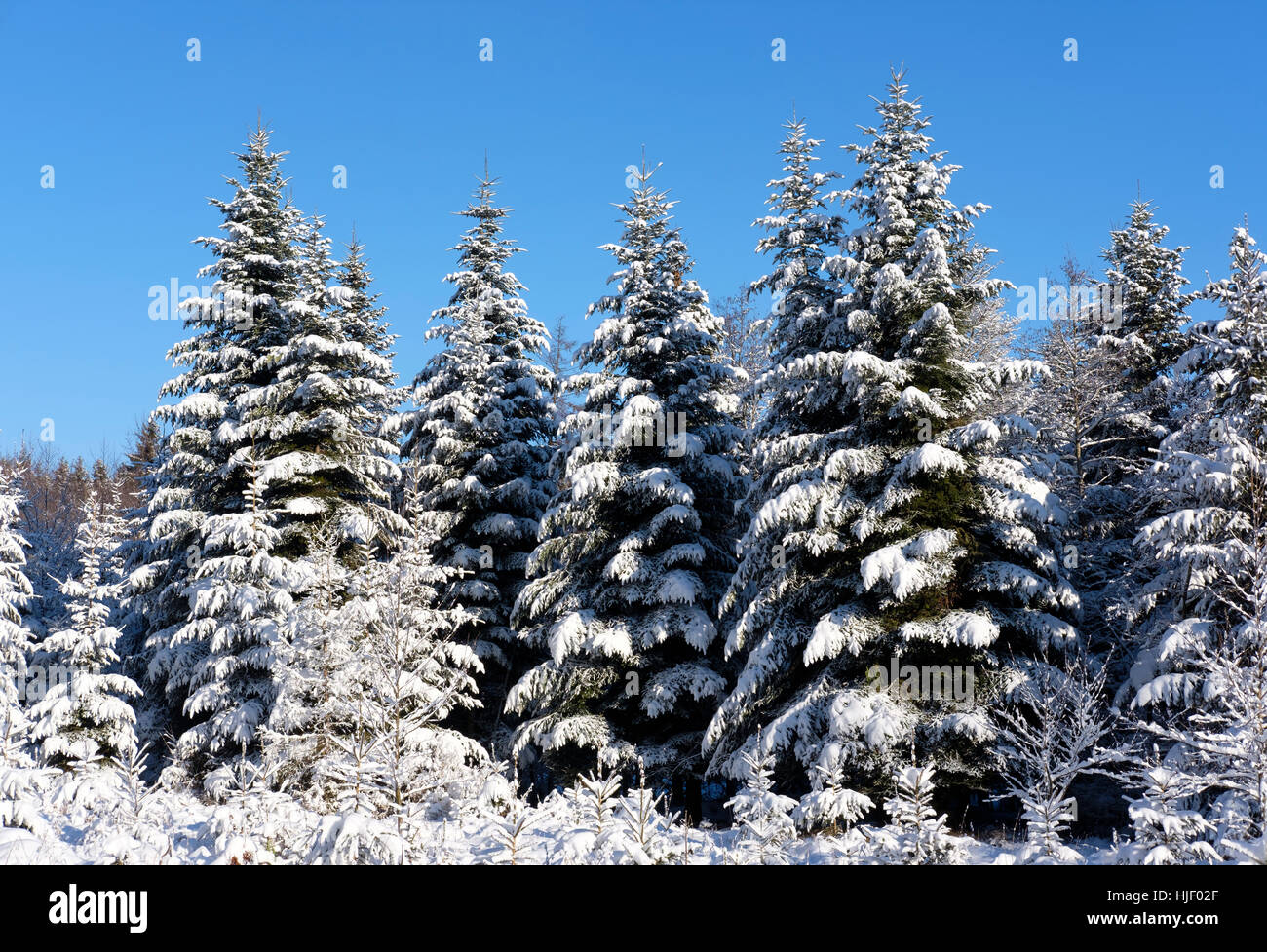 Snowy spruce forest, Bad Wurzach, Upper Swabia, Allgäu, Baden-Württemberg, Germany Stock Photo