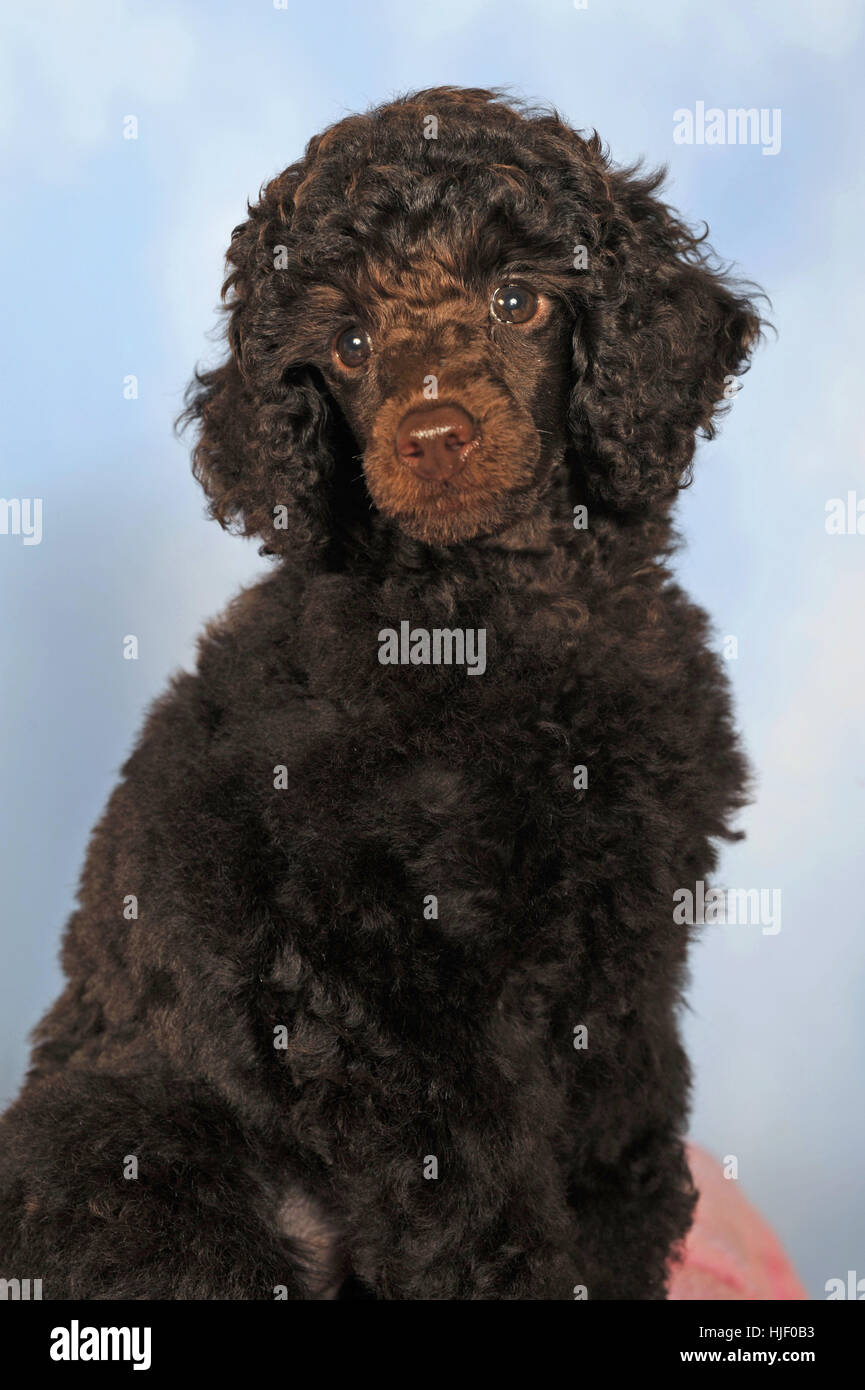 https://c8.alamy.com/comp/HJF0B3/miniature-poodle-medium-brown-puppy-10-weeks-male-portrait-HJF0B3.jpg