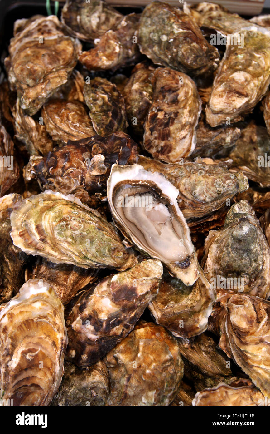 shell, seafood, oysters, oyster, shells, mussels, food, aliment, industry, Stock Photo