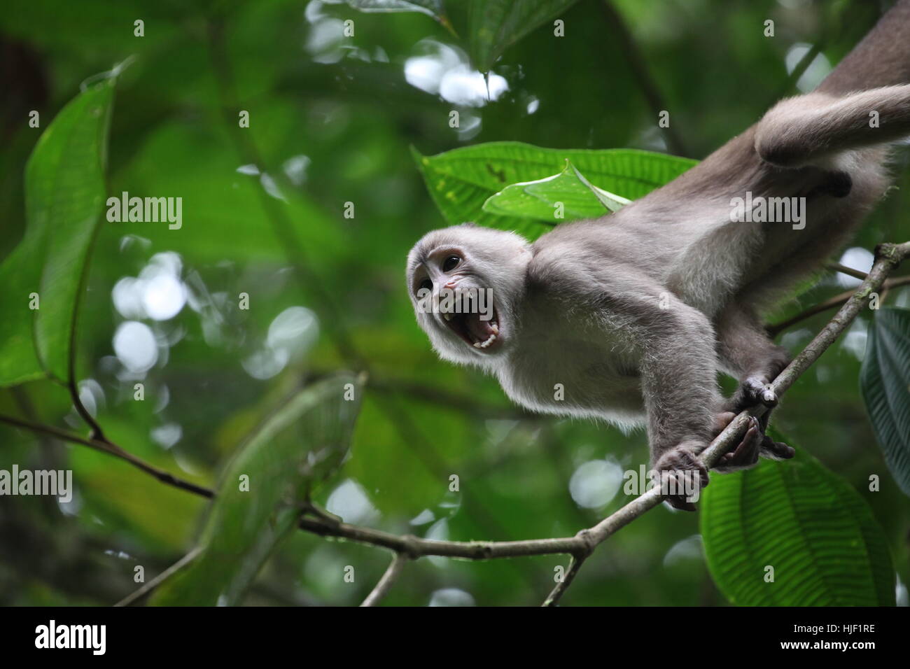 animals, monkey, virgin forest, rainforest, rain forest, animals, monkey  Stock Photo - Alamy