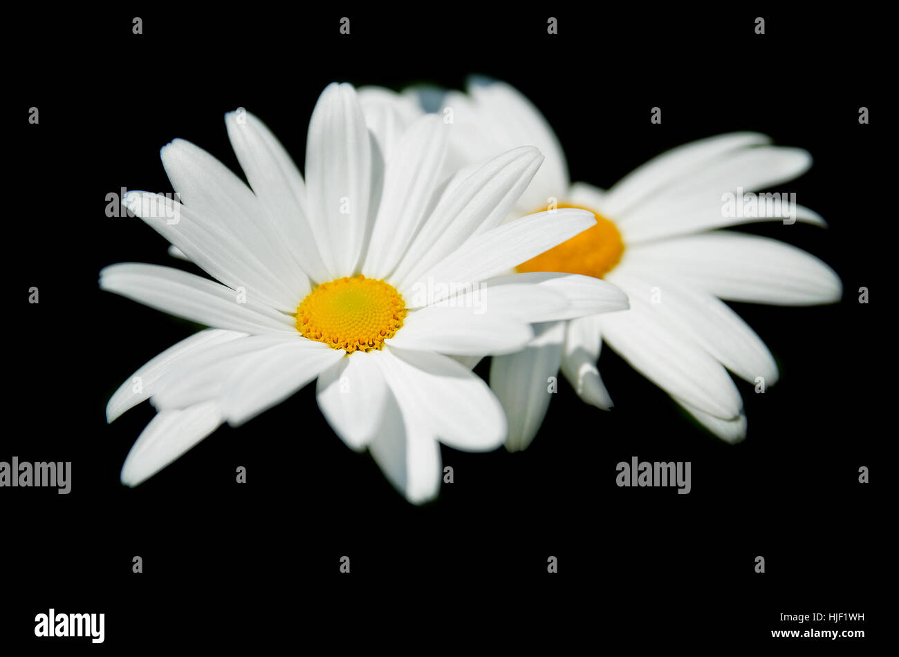 Daisy isolated on black background Stock Photo - Alamy