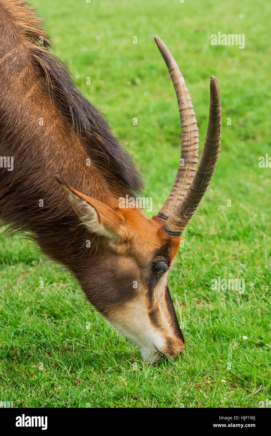 motion, postponement, moving, movement, desert, wasteland, fight, fighting, Stock Photo