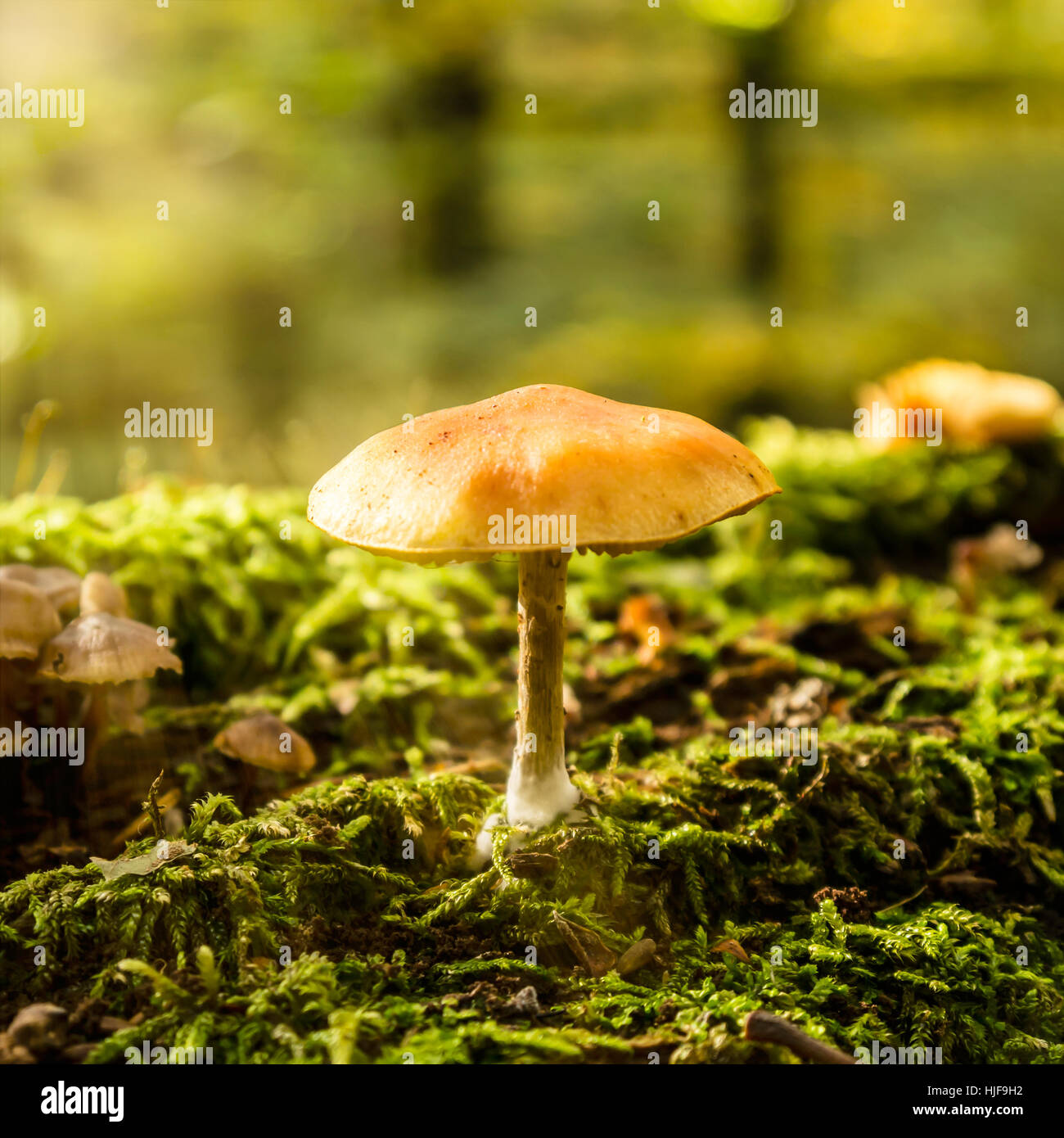 danger, sunlight, mushroom, fungus, collect, forest, shine, shines