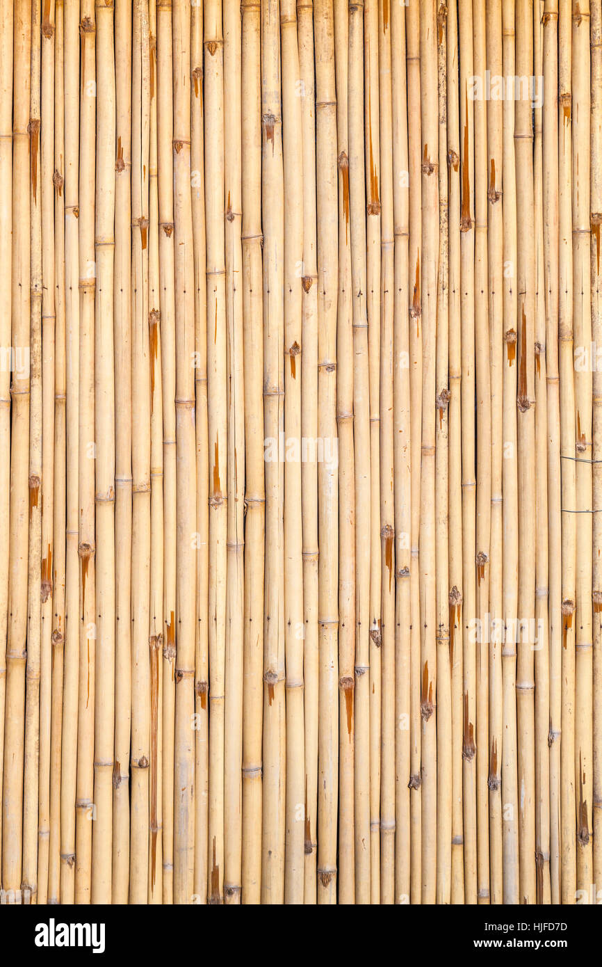 asia, bamboo, abstract, japan, pattern, harmonic, bark, backdrop ...