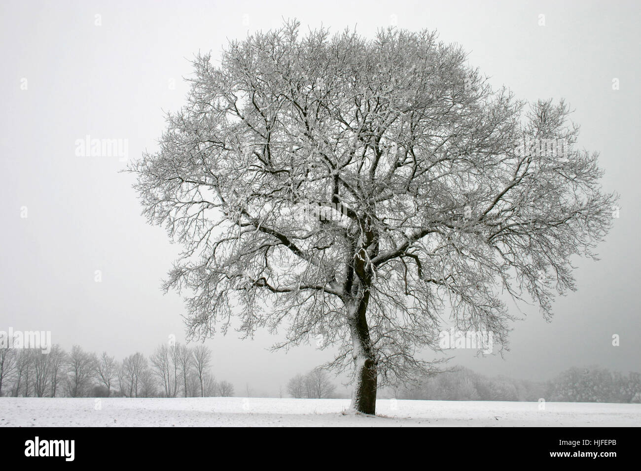 english oak in winter Stock Photo