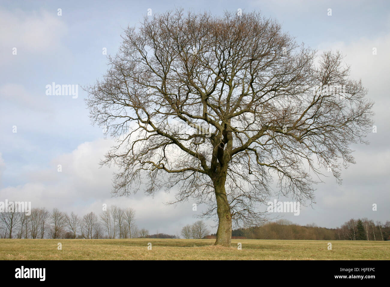 tree, winter, cold, deciduous tree, seasons, season, sparse, stinted, big, Stock Photo