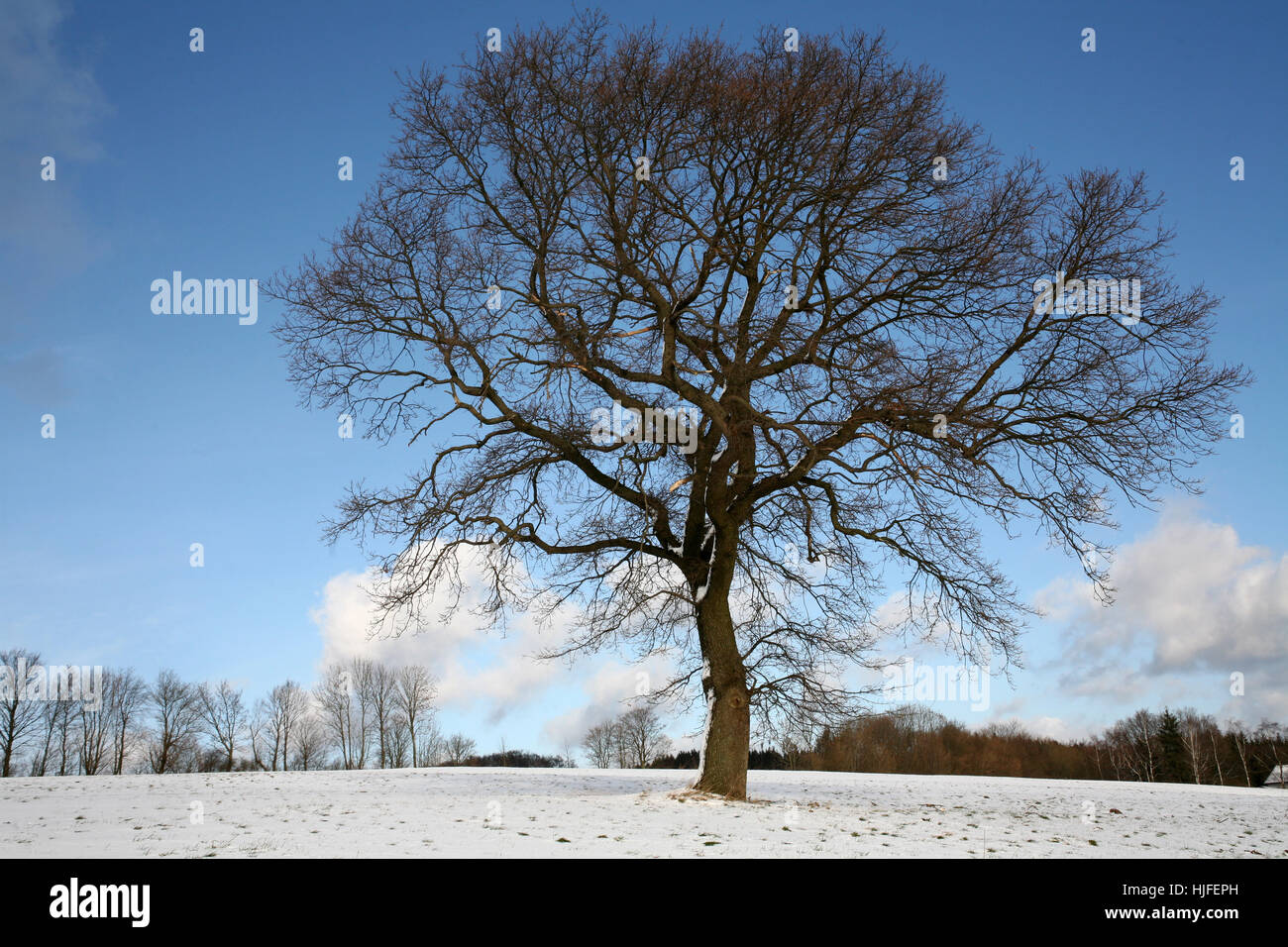 tree, deciduous tree, oak, seasons, season, big, large, enormous, extreme, Stock Photo