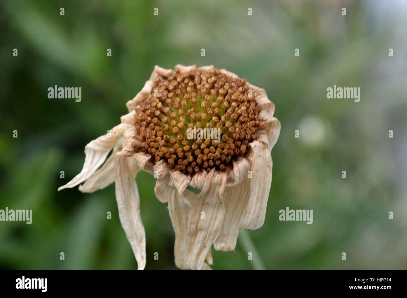 Dead daisy in summer garden Stock Photo
