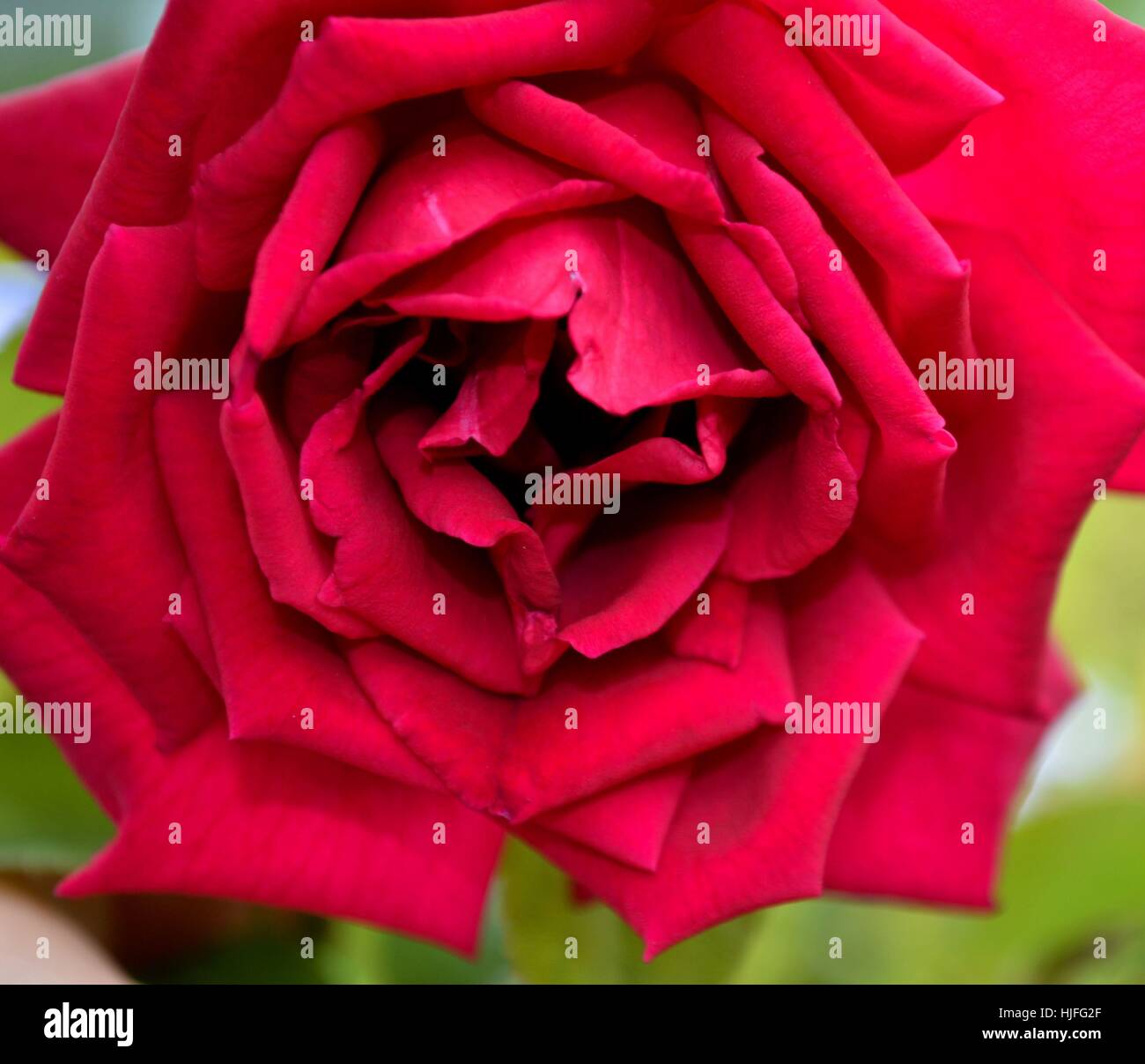 Deep red rose in full bloom Stock Photo