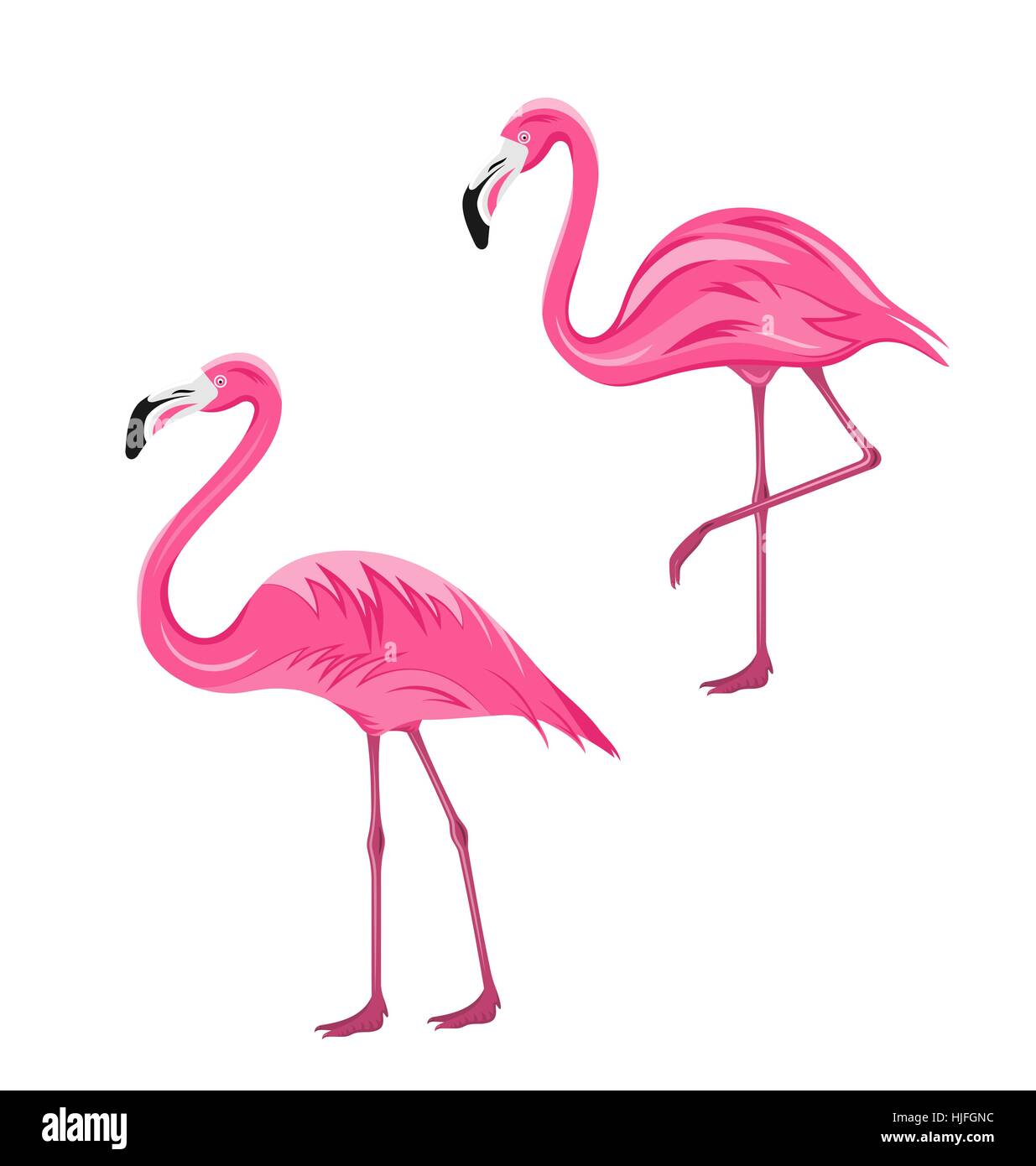 Couple Pink Flamingos Isolated on White Background Stock Vector Image ...