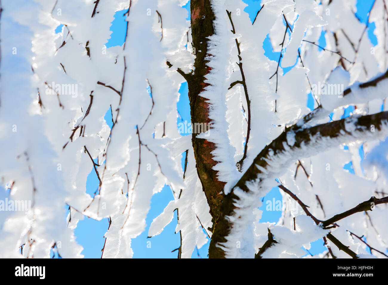 picture of a tree with snow covered branches Stock Photo - Alamy