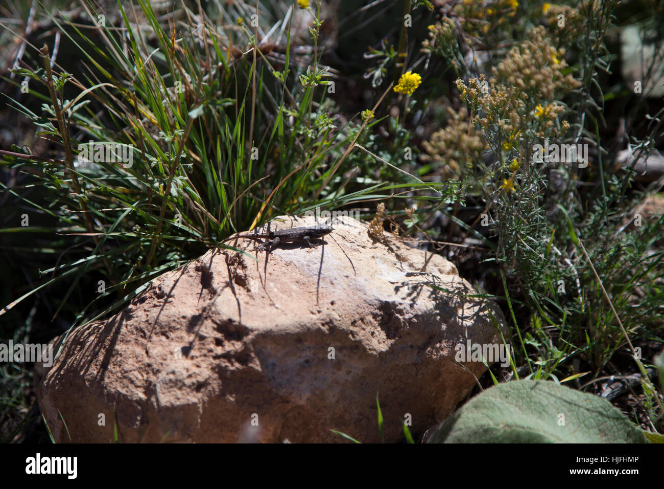 Sagebrush lizard  (Sceloporus graciosus) sunning on a rock Stock Photo