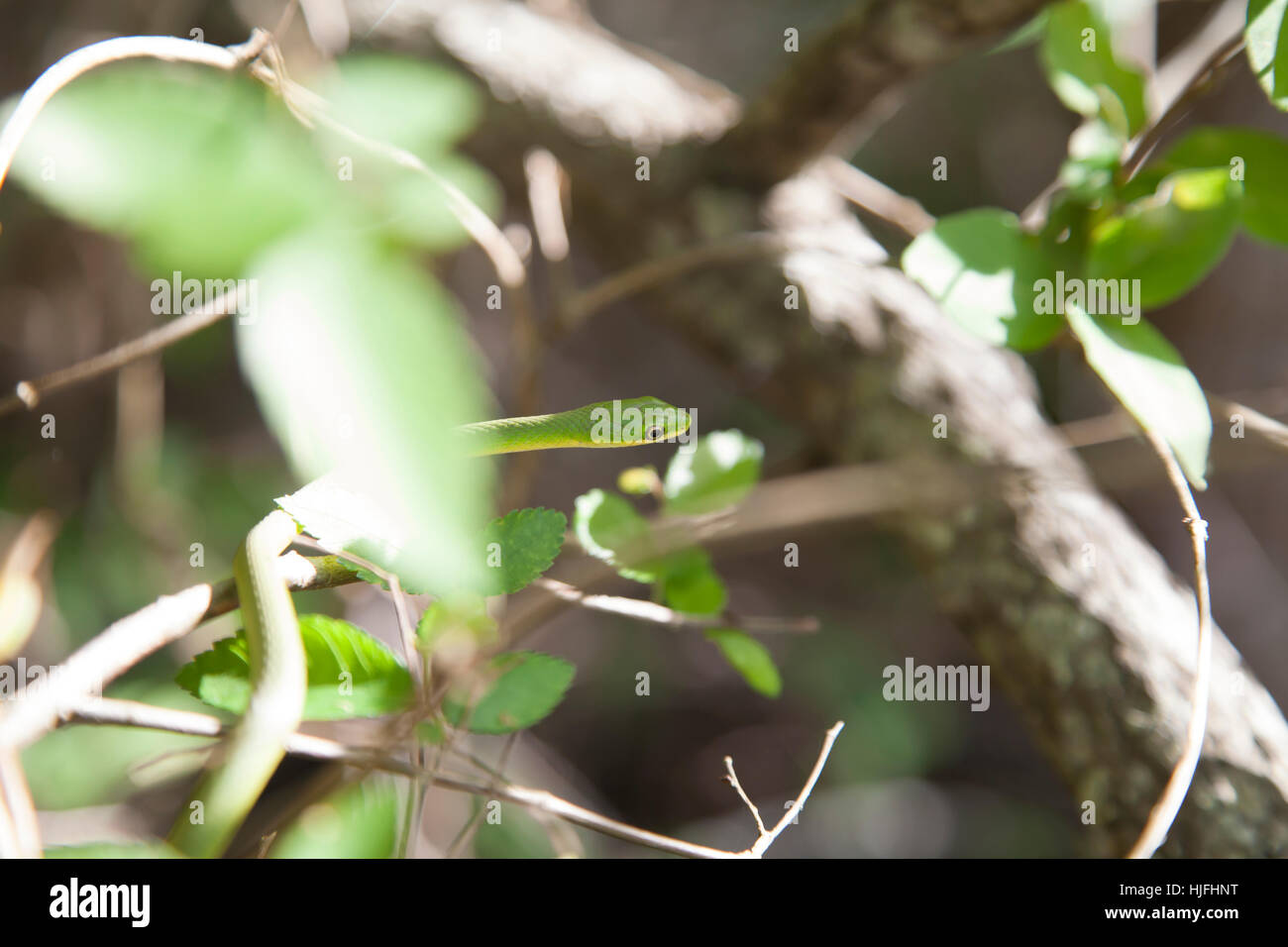 Rough green snake (Opheodrys aestivus) slithering through the bushes Stock Photo