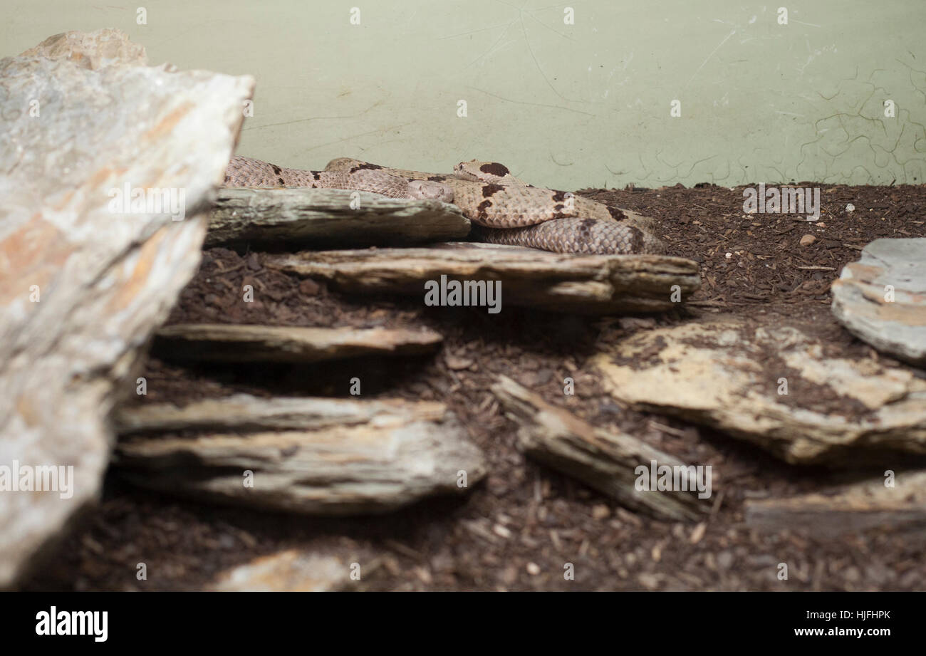 Rock rattlesnake (Crotalus lepidus) hidden behind slate in a glass display Stock Photo