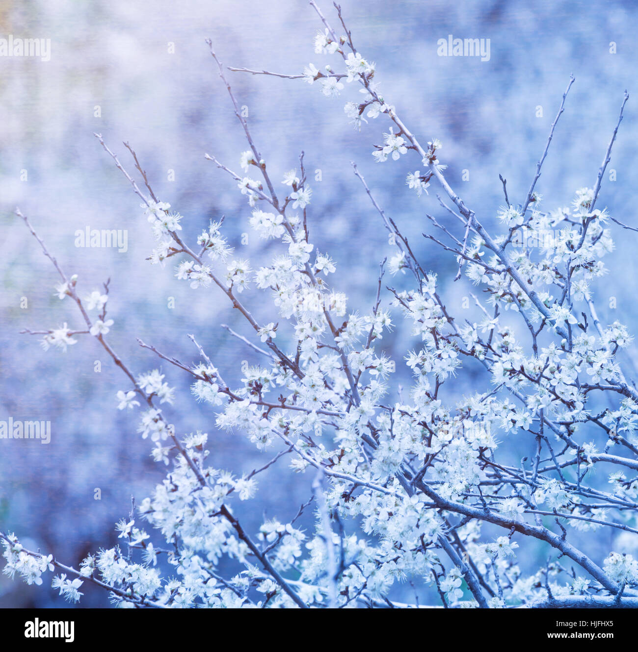 blue, tree, flower, flowers, plant, spring, branch, backdrop