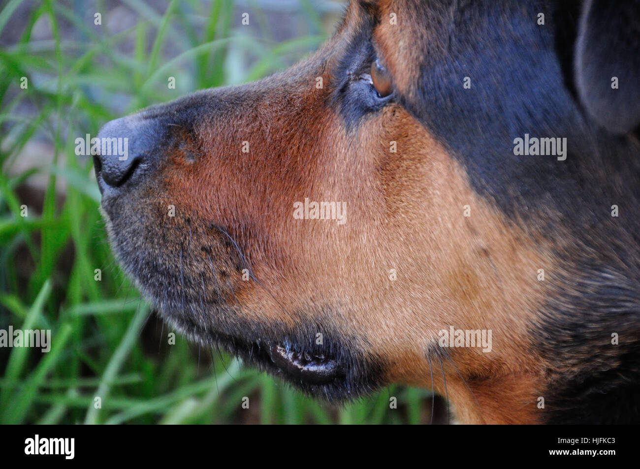 Dog Profile 1 Stock Photo