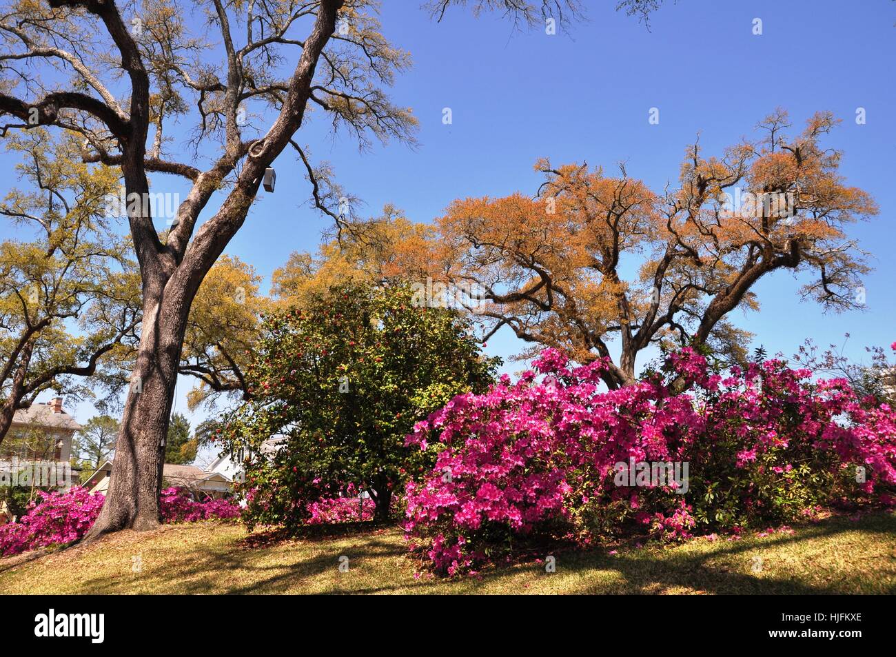 garden, bushes, blossoms, calibrate, gardens, bleed, species, tree