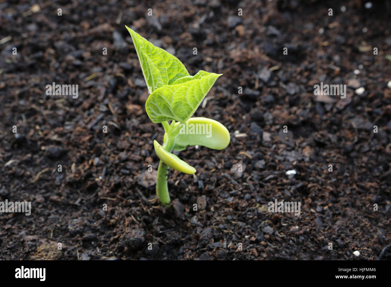 garden, agriculture, farming, vegetable, gardens, seedling, bean, food