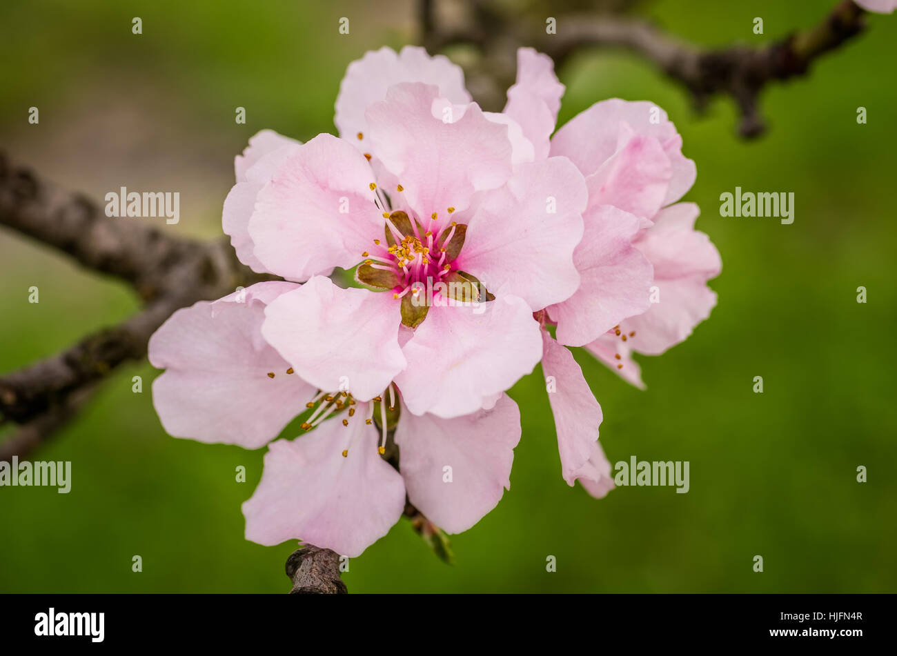 bloom, blossom, flourish, flourishing, spring, pfalz, almond-blossom, almond Stock Photo