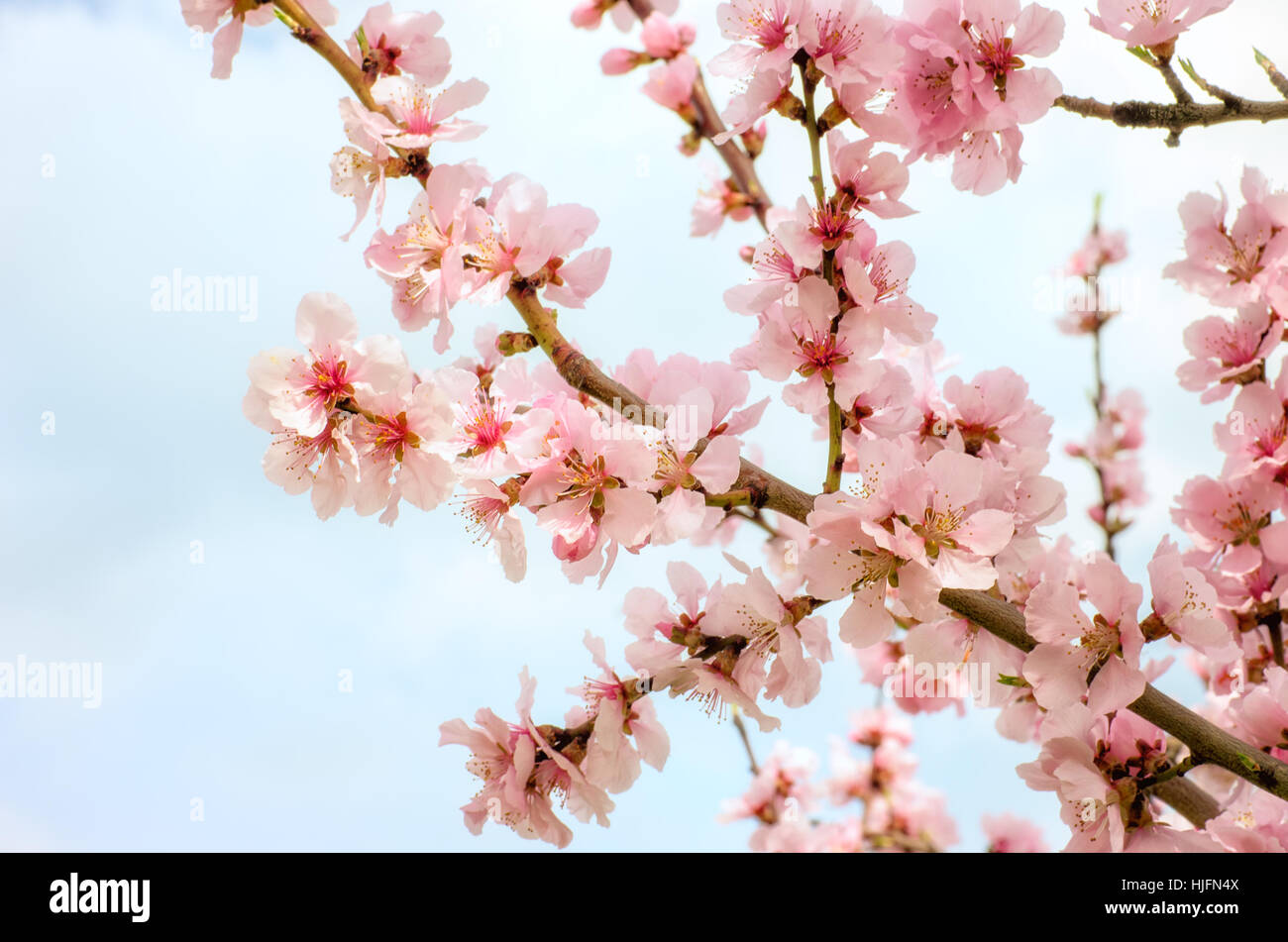 bloom, blossom, flourish, flourishing, spring, pfalz, almond-blossom, almond Stock Photo