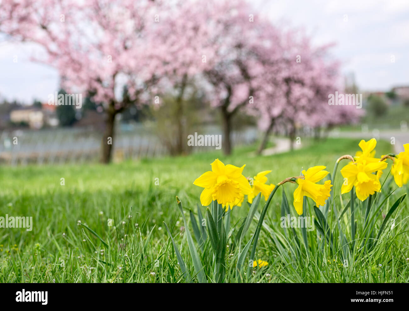 bloom, blossom, flourish, flourishing, spring, almond-blossom, almond tree, Stock Photo