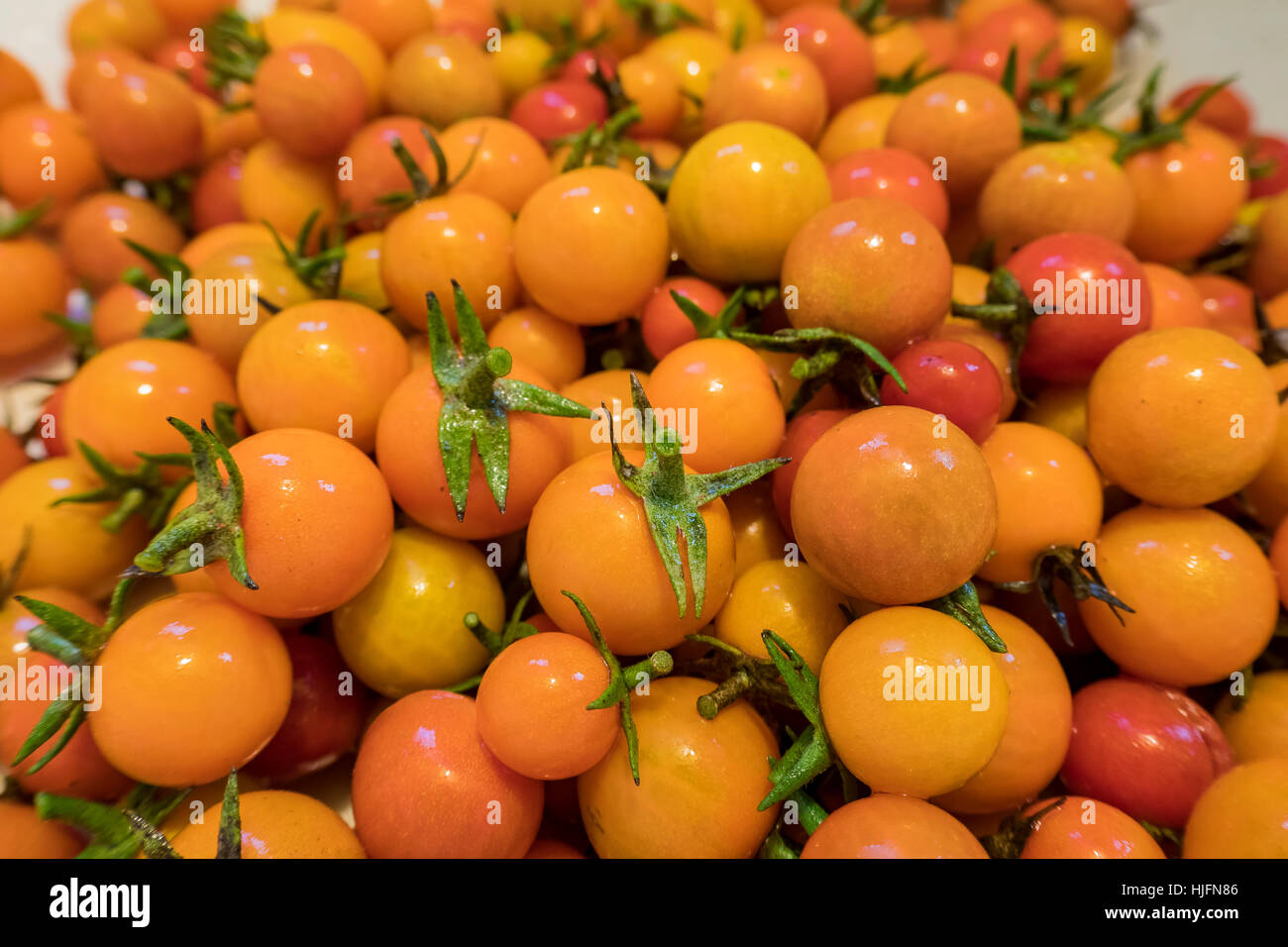 Big harvest of tomato in home garden at Los Angeles Stock Photo