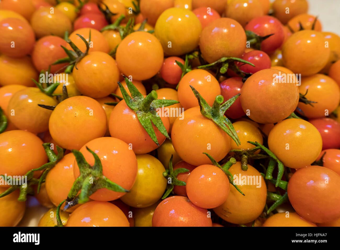 Big harvest of tomato in home garden at Los Angeles Stock Photo