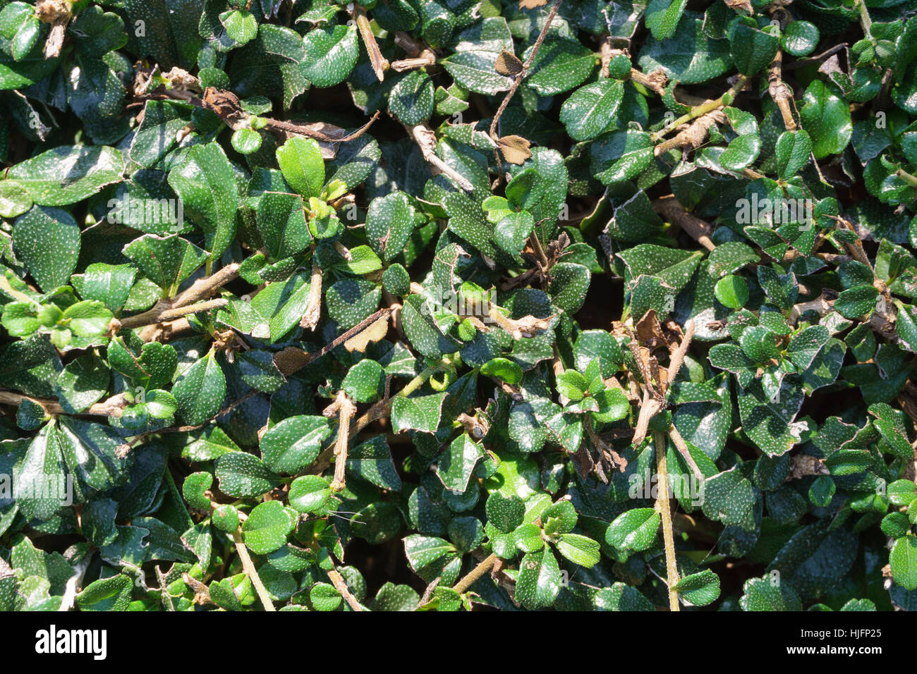 Plant wall background, Siamese rough bush tree (Streblus asper) Stock Photo